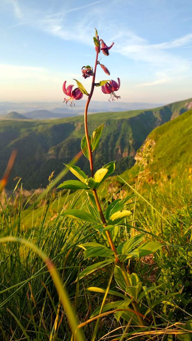 Lis martagon sur les crêtes de la Réserve Naturelle Nationale de la vallée de Chaudefour au lever du soleil. Massif du Sancy, Massif des Mont-Dore, Puy-de-Dôme, Auvergne.