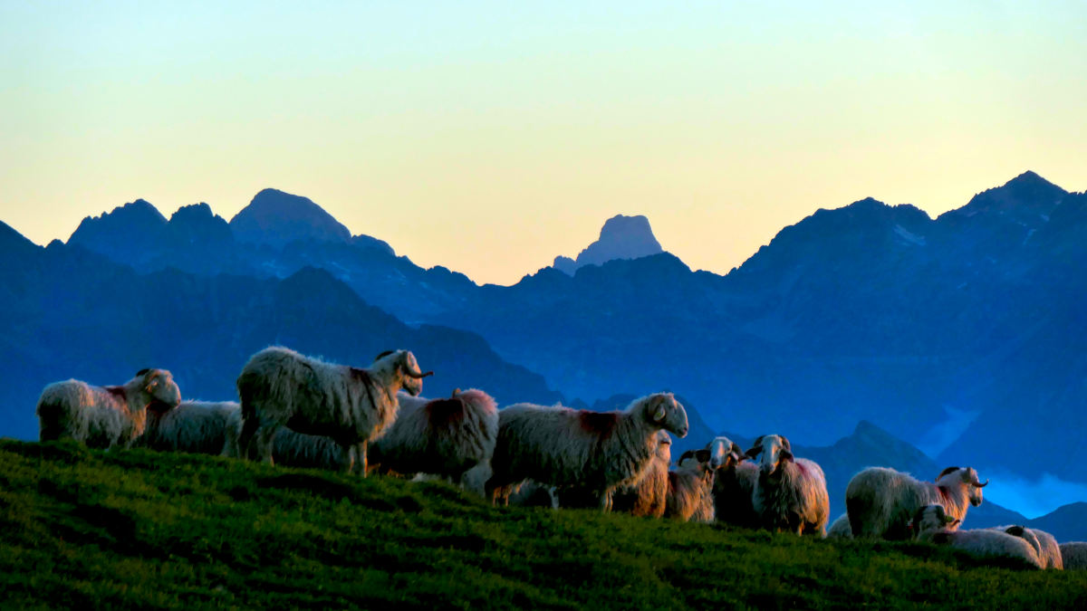 Troupeau de brebis sur le Cabaliros à la tombée de la nuit. Pic du Midi d'Ossau en arrière-plan. Hautes-Pyrénées.